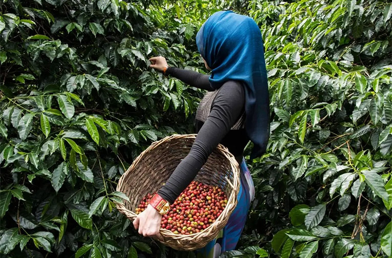 From Bean to Bed: Experiencing a Coffee Plantation Stay